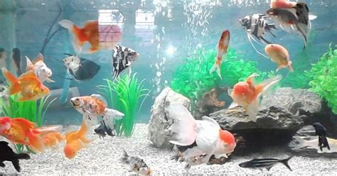 Sedikit berbeda dengan cara pemeliharaan ikan koi budidaya, ikan koi hias dirawat dengan cara yang lebih mudah dan simpel. Panduan Budidaya Ikan Mas Koki Di Akuarium