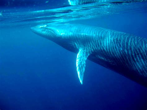Una Nuova Specie Di Balena Scoperta Nel Golfo Del Messico Giornalettismo