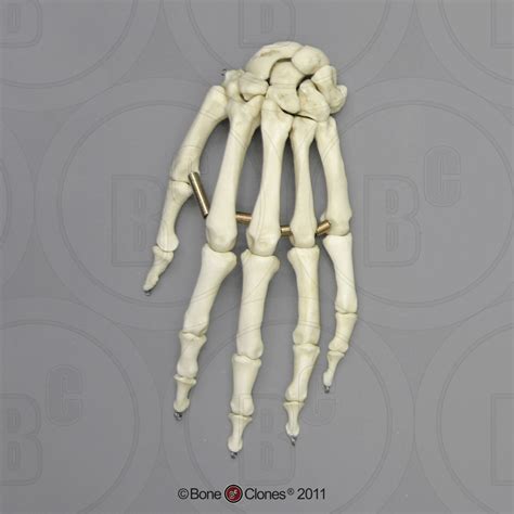 Human Male Asian Robust Hand Articulated Premium Flexible Bone
