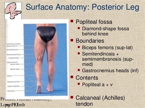 Lower Limb