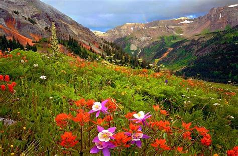 Hillside Flowers Forest Grass Mountains Flowers Bonito Rainbow