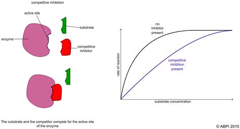 Enzyme Inhibition