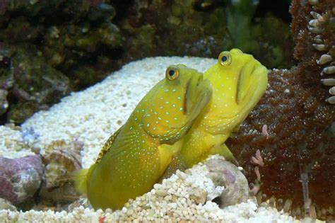 What Is The Best Sand Sifting Goby For Your Reef Tank Aquaticstories