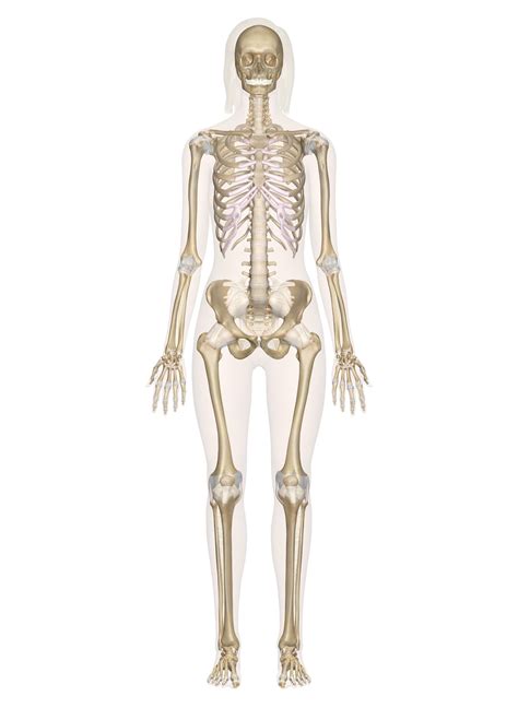 Human Skeleton Diagram Without Labels Human Skeleton