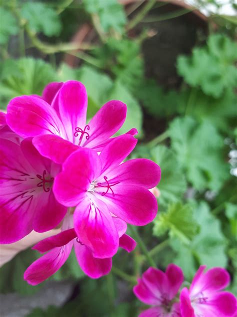 무료 이미지 꽃잎 꽃 무늬의 꽃다발 봄 녹색 자연스러운 신선한 식물학 화려한 담홍색 플로라 제라늄 매크로 사진 꽃 피는 식물 연간 공장 육상