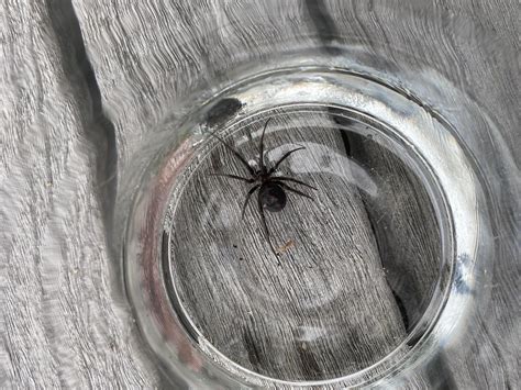 Is This A Black Widow No Hourglass On Belly Rwhatisthis