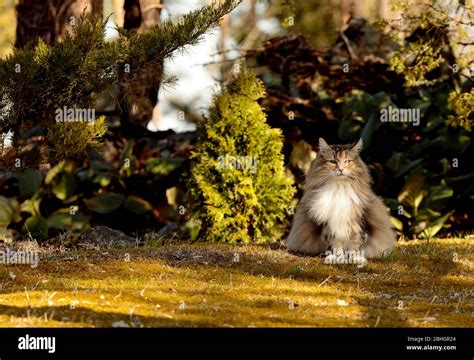 A Beautiful Norwegian Forest Cat Female Sitting In Garden In Springlike
