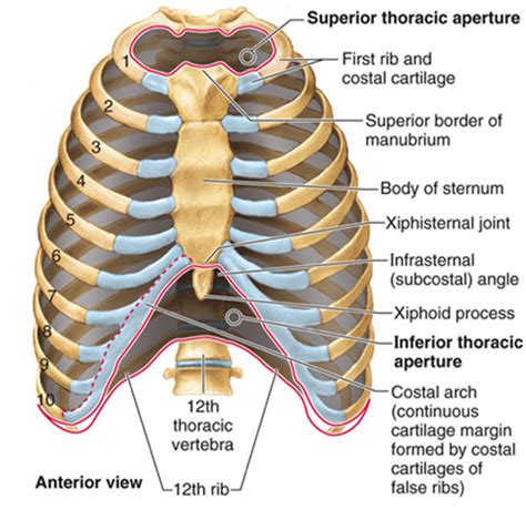 Anatomy Rib With Muscle