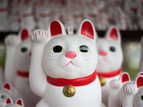 Get To Know The Original Famous Lucky Cat Uk Pets