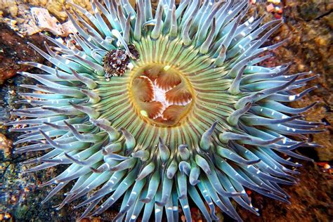 Old Lady Anemone California Photograph By Kj Swan Pixels