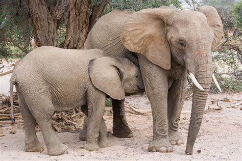 File Female African Bush Elephant Loxodonta Africana With Juvenile Daures Erongo Namibia