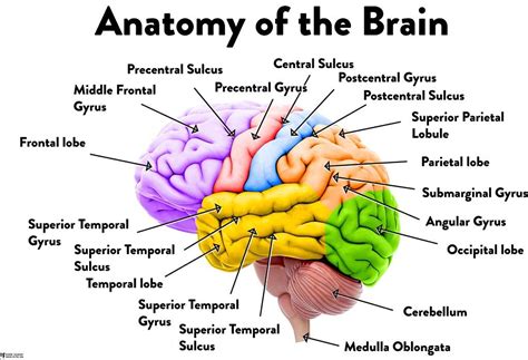 Buy Human Brain Anatomy Regions Labeled Educational Chart Laminated Dry