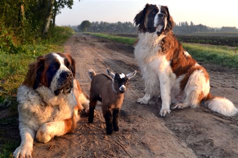 Dog Tor Dolittle Dogs Form Incredible Friendship With