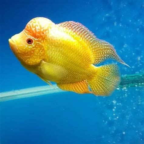 √ Info Ikan Louhan Harga Tahun 2023 Jenis Dan Cara Merawatnya