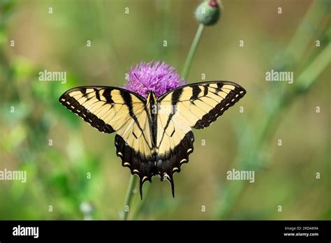 Eastern Tiger Swallowtail Butterfly Papilio Glaucus Feeding On