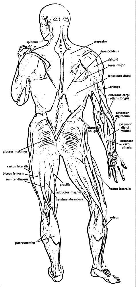 Maybe, you happen to be not very crafty and. Anatomy And Physiology Coloring Pages Free - Coloring Home
