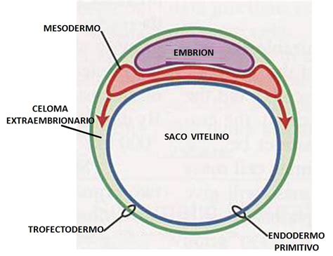 Periodo Embrionario Mind Map