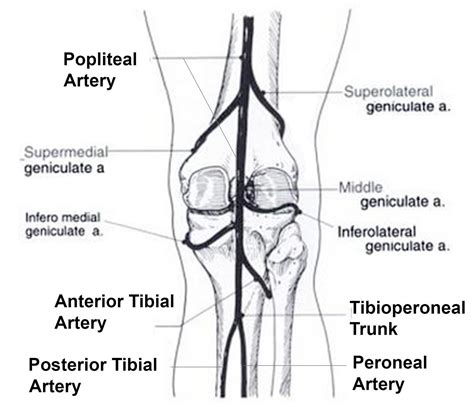 Popliteal Artery Neurorehabwiki