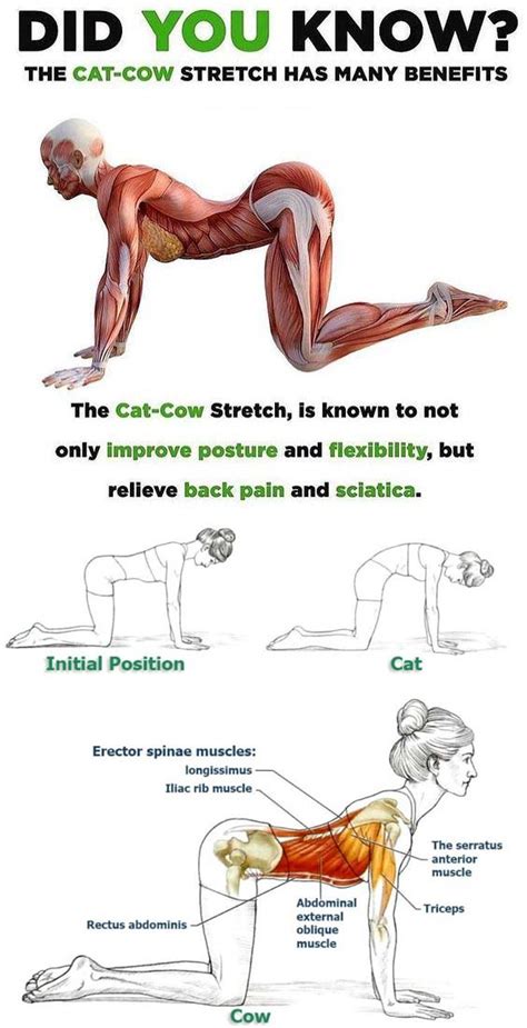 Cat Cow Pose Yoga Benefits Yoga Poses