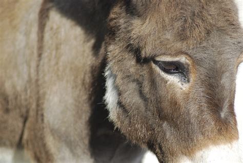 Please find below all cry of a donkey crossword clue answers and solutions for the guardian post daily crossword puzzle. Donkey Cries at Indianapolis Zoo | Indianapolis Zoo ...