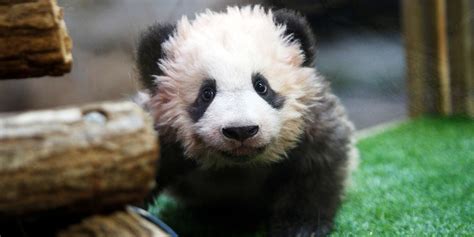 Lovely Panda