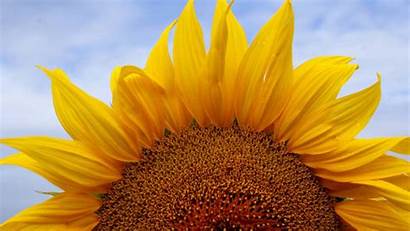 Sunflower Desktop Wallpapers Natureza Sunflowers Girassol Flowers