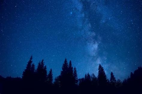 Starry Night Sky Over Pine Forest Stock Photos Pictures And Royalty Free