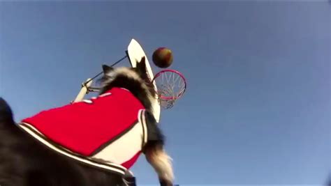 Dog Plays Basketball Dog Fancast