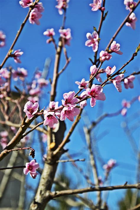 Inflorescenze Primaverili Michele Masoero Flickr