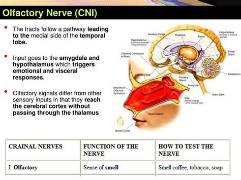 Ppt Cranial Nerves Powerpoint Presentation Free Download Id4532044