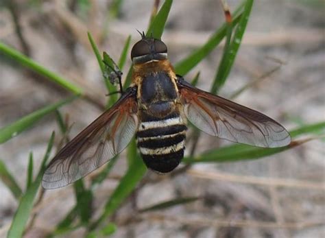 Bee Fly Bugguidenet