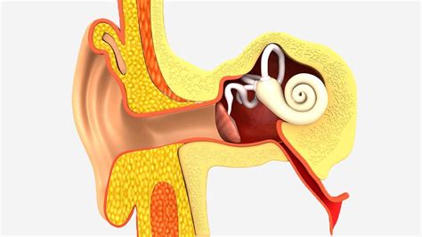 What Is Eustachian Tube Dysfunction Acclarent