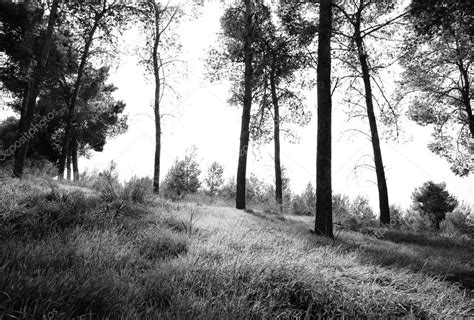 Abstract Black And White Trees In Forest Landscape Stock Photo By