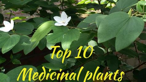 Top 10 Important Medicinal Plants Latest Upload 2018 Youtube