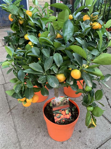 Citrus Calamondin Orange Kew Gardener