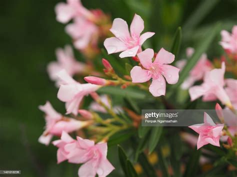 Sweet Oleander Rose Bay Nerium Oleander Name Pink Flower Tree In Garden