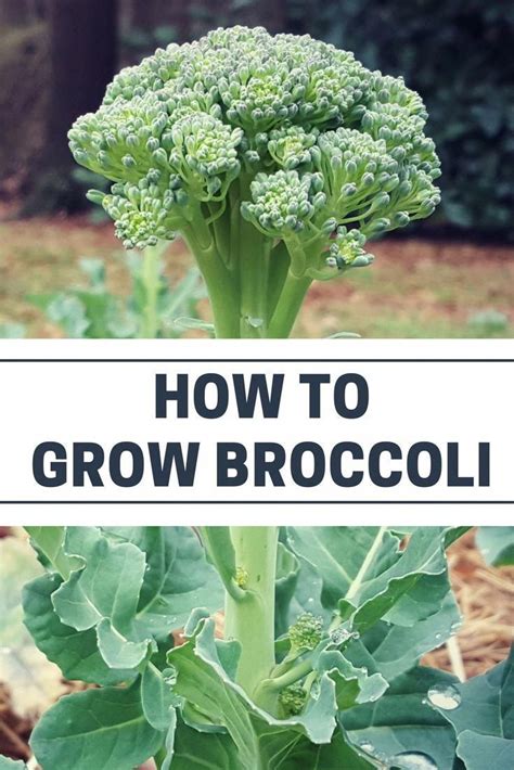 Organic Vegetable Gardening Tips How To Grow Broccoli