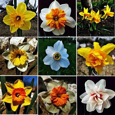 All The Different Daffodil Types From The Garden This Season