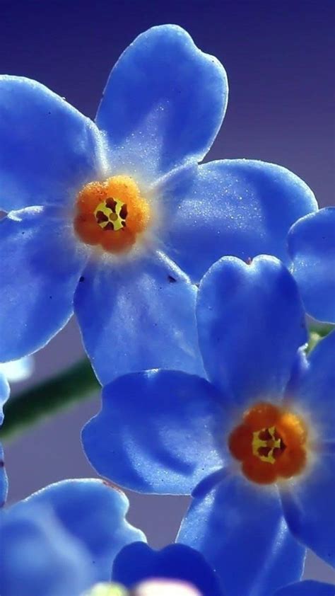 2160x3840 Blue Beautiful Flowers Sony Xperia Xxzz5 Premium Hd 4k