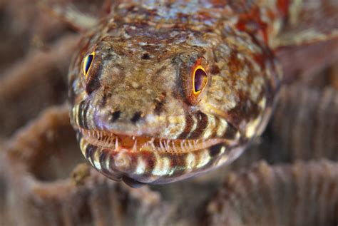 Lizard Fish Taken At Lembeh In Indonesia Alastair Pollock Flickr