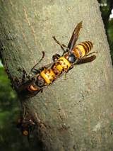 Images of Japanese Wasp Vs Bees