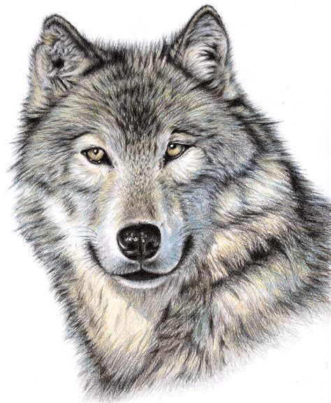 Instead, draw out where the color will go, try to get a color close to what you want, then hit command+u to pull up the color/saturation window. Free Wolves Drawings, Download Free Clip Art, Free Clip ...