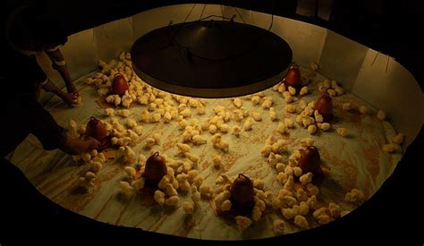 Management Of Chicks In The Brooder From 0 8 Weeks