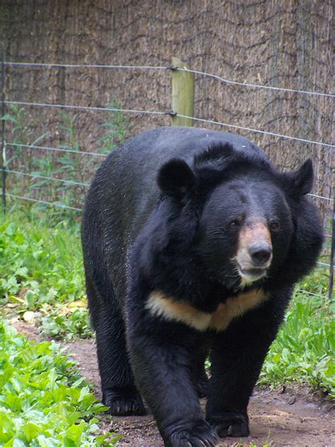 Fileblack Bear Wikimedia Commons