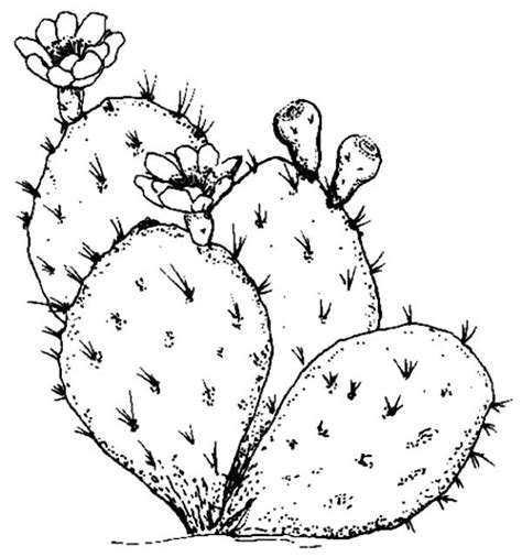 Cactus Drawing At Getdrawings Free Download