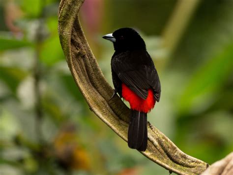 Costa Rica Bird Photography Competition The Costa Rican Times