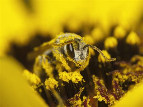 Because plants cannot seek out mates the way animals do, they must rely without bees, pollination and reproduction would be practically impossible for some plant species. Pollen Information - Why Do Plants Produce Pollen