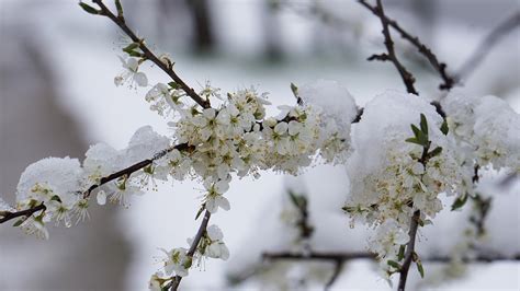 Winter Blast Flowers · Free Photo On Pixabay