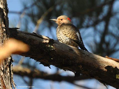 Sc South Carolina Bird Pictures Page Woodpeckers