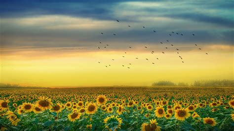 Sunflowers Field With Back Of Yellow And Cloudy Skin And